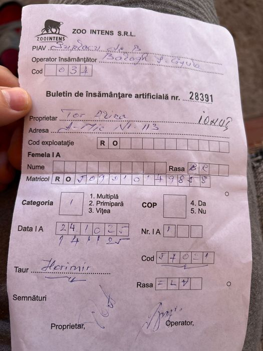 Vaca gestantă de vanzare