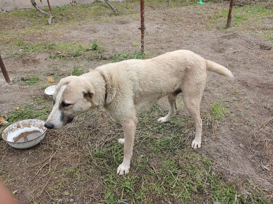 Cupon kuchuk pagodas.