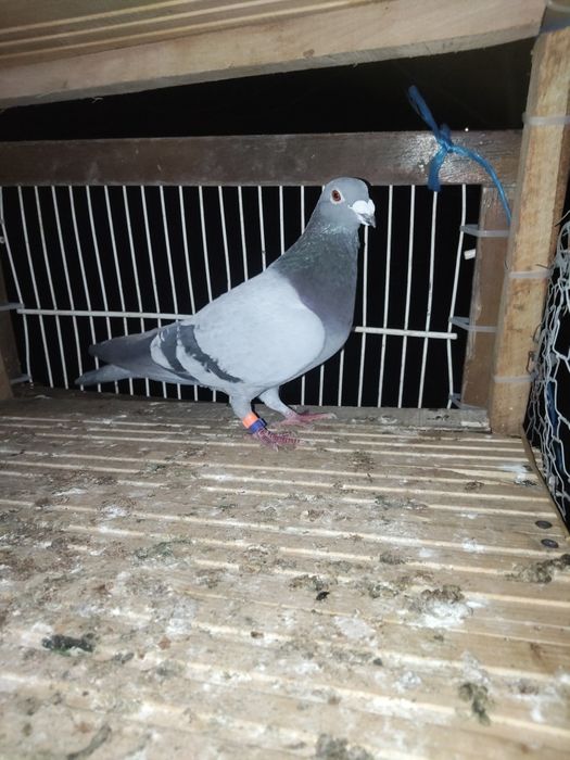 2 masculi de voiajor