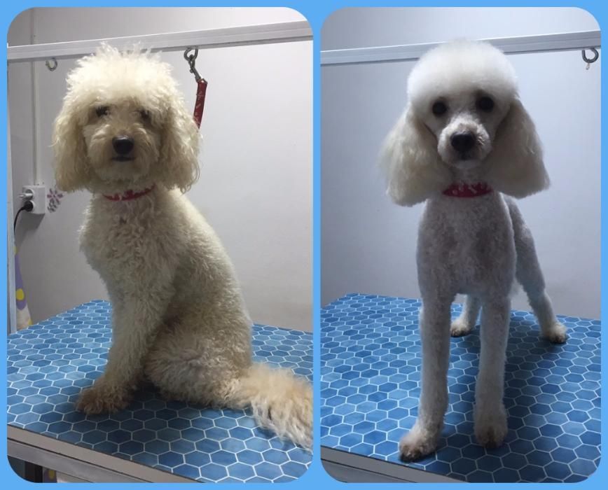 Toaletaj canin - Campia Turzii