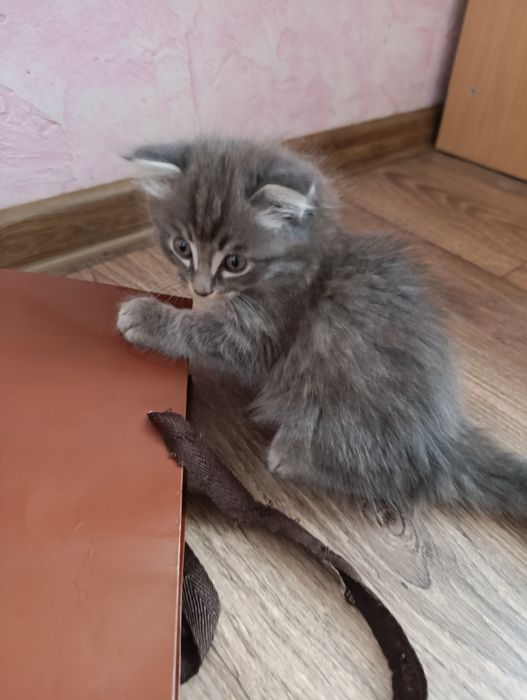 Отдам в хорошие руки