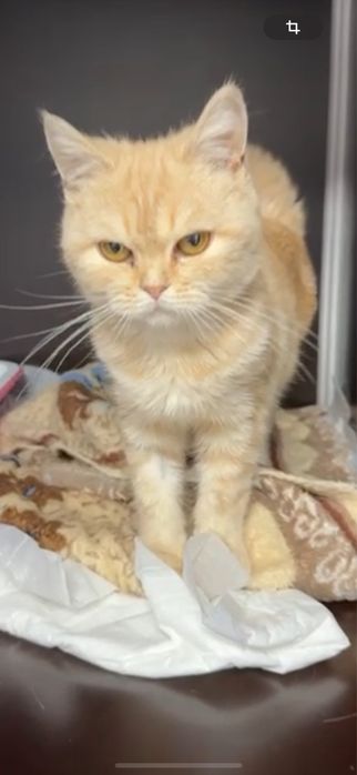 Кошечка в добрые руки