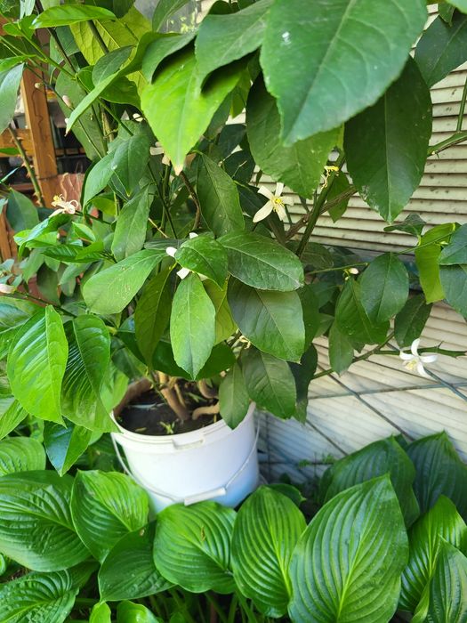 Продам лимонное дерево