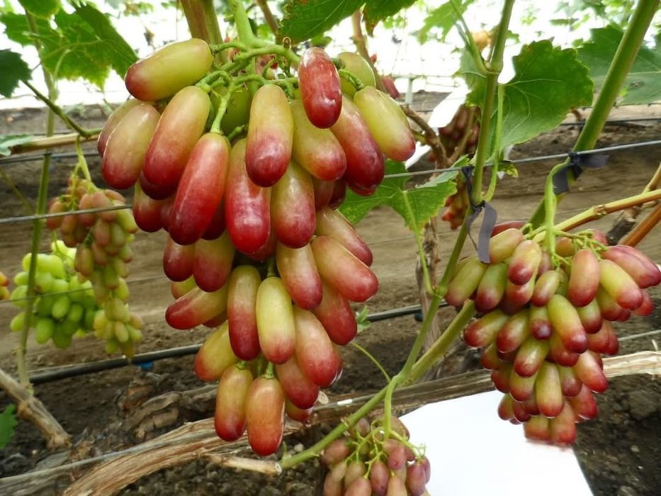 Vita de vie soiuri pentru boltă