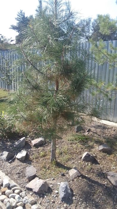 Продаю горные сосны