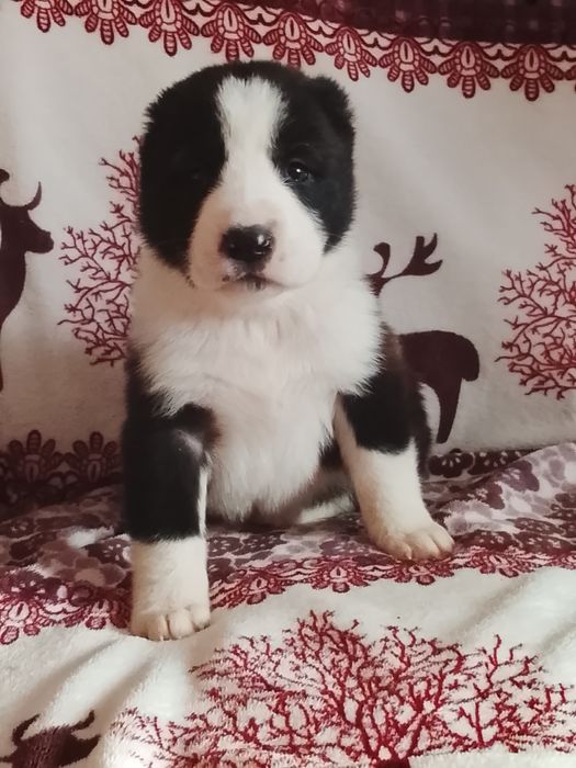 Крупная шикарная девочка САО Алабай