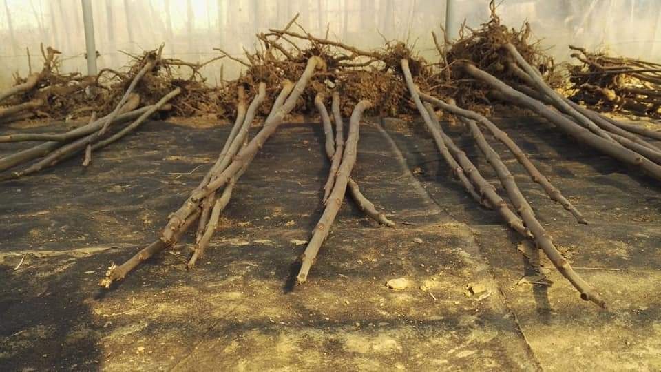 Paulownia Clona Carpatica