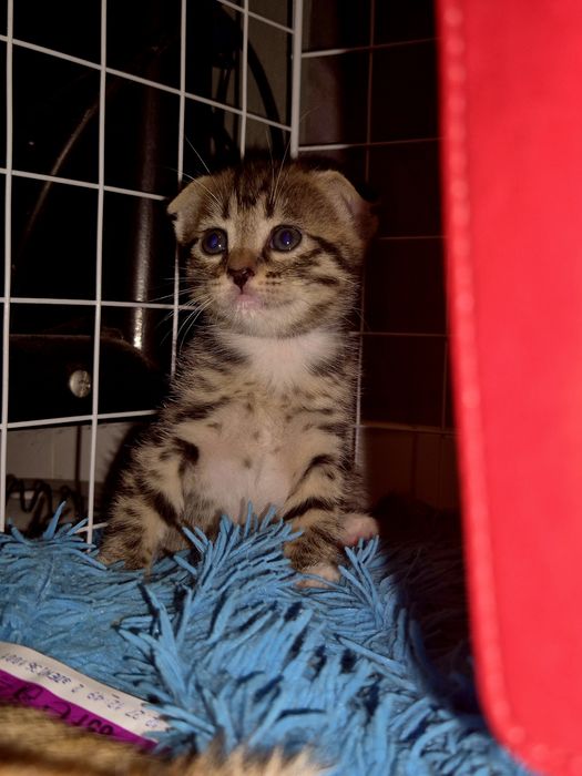 Отдам в добрые руки