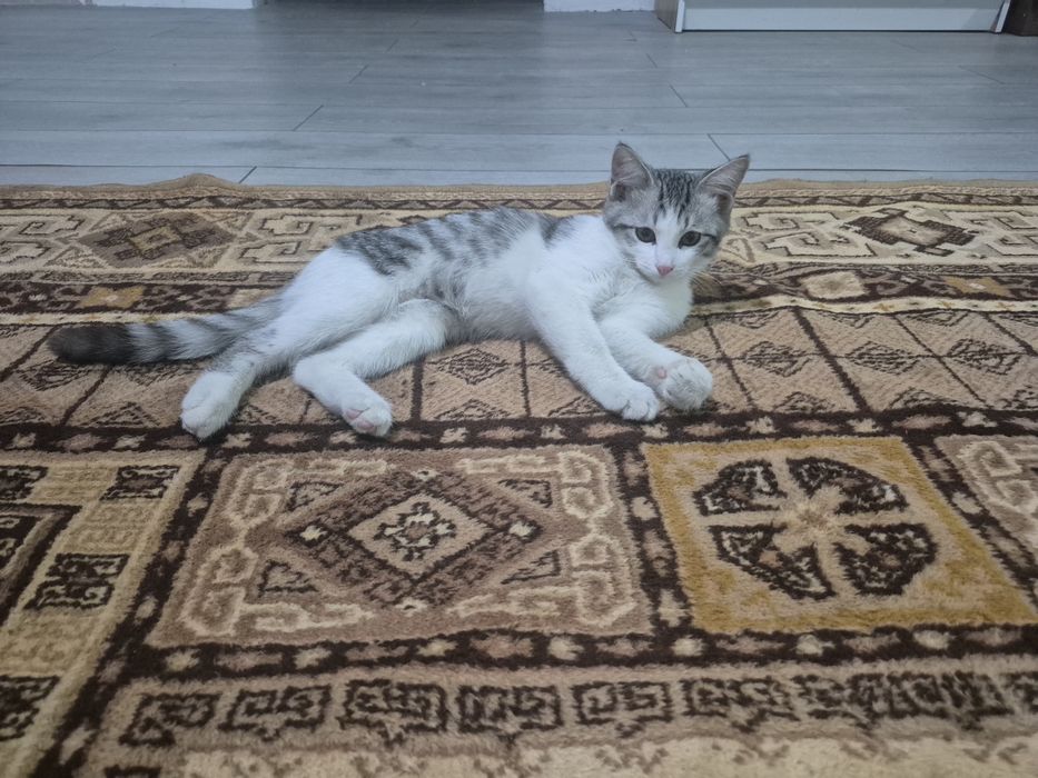 Продаётся котенок