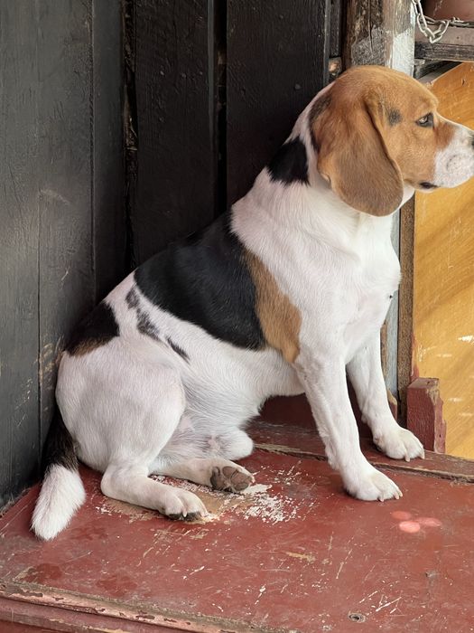mascul beagle 2 ani