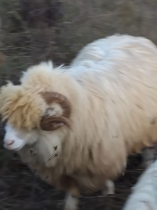 Vând 5 berbeci cu origine