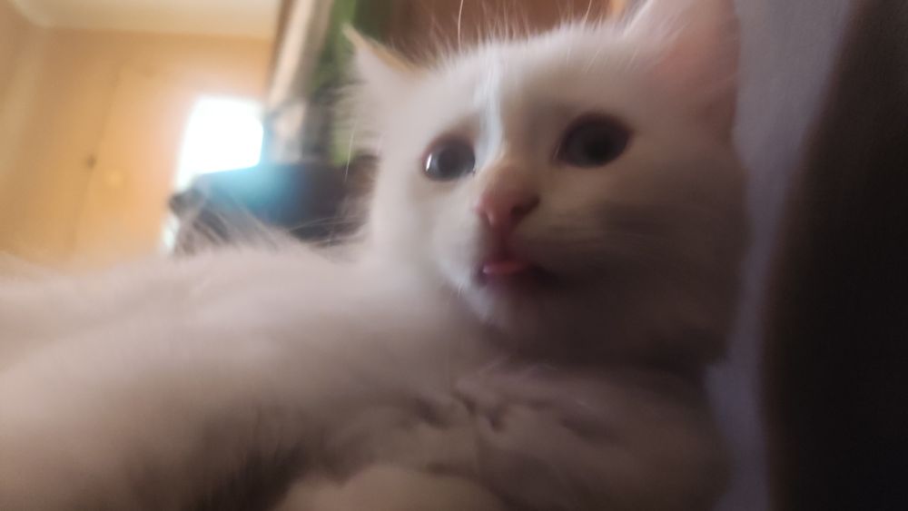 Котик в добрые руки