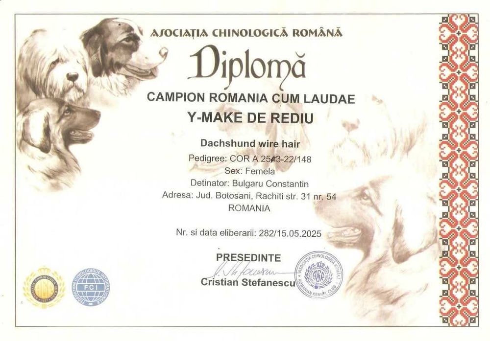 Pui Teckel Standard par Sarmos ( Dachshund Standard Rauhhaar )