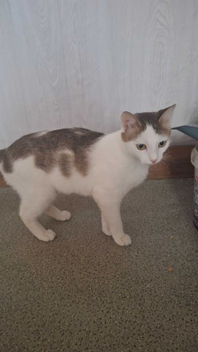 Отдам кошечку в хорошие руки