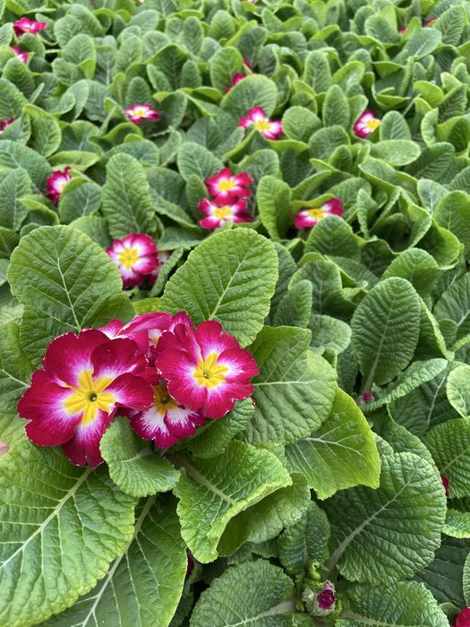 Цветя за 8 - ми март