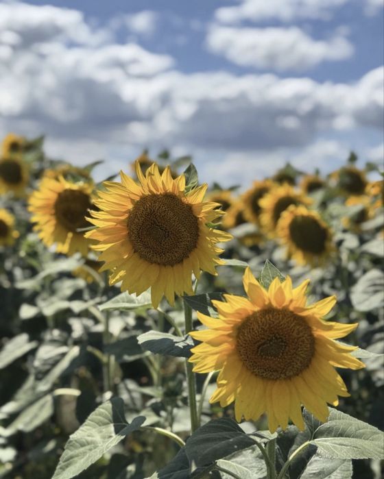 Vand ulei presat la rece din floarea soarelui