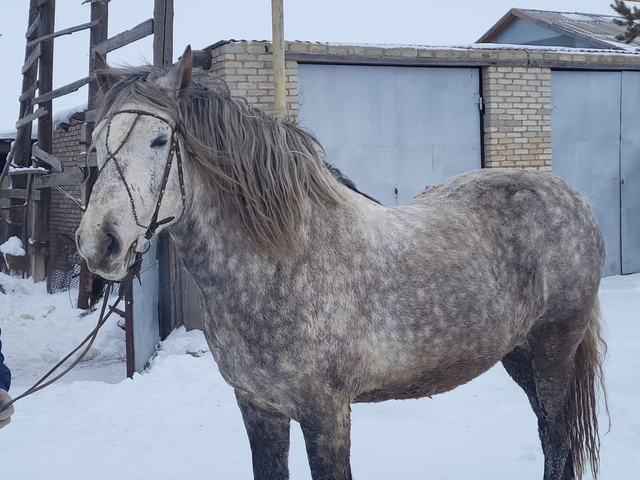 Продаем айғыра..