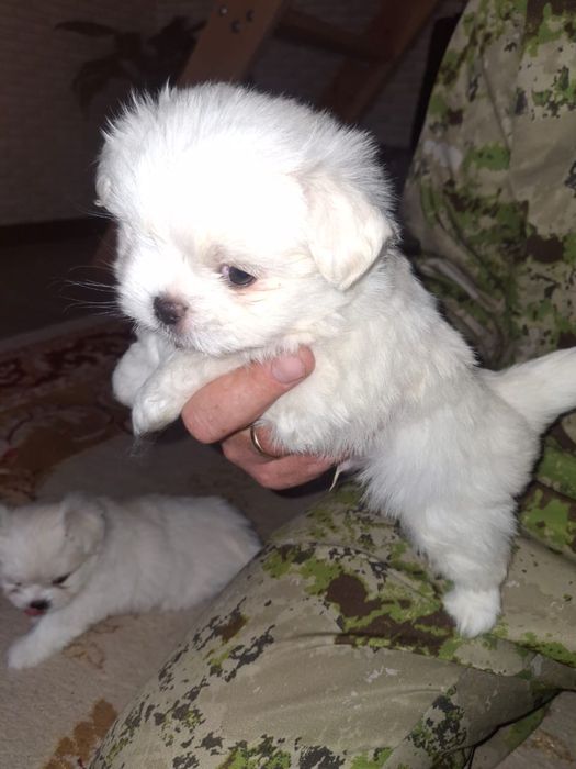 Продам Мальтезе