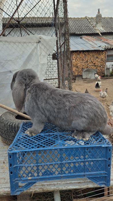 Mascul berbec german albastru