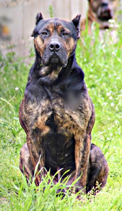 Alano spaniol rasa unica