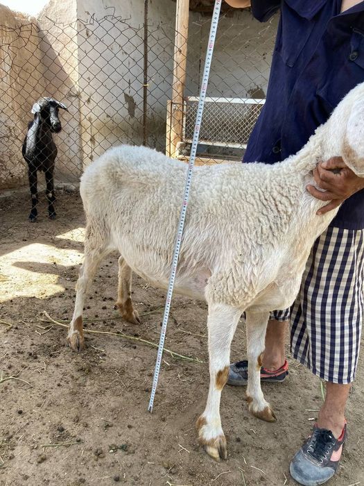 Аращан Тоза зот куй