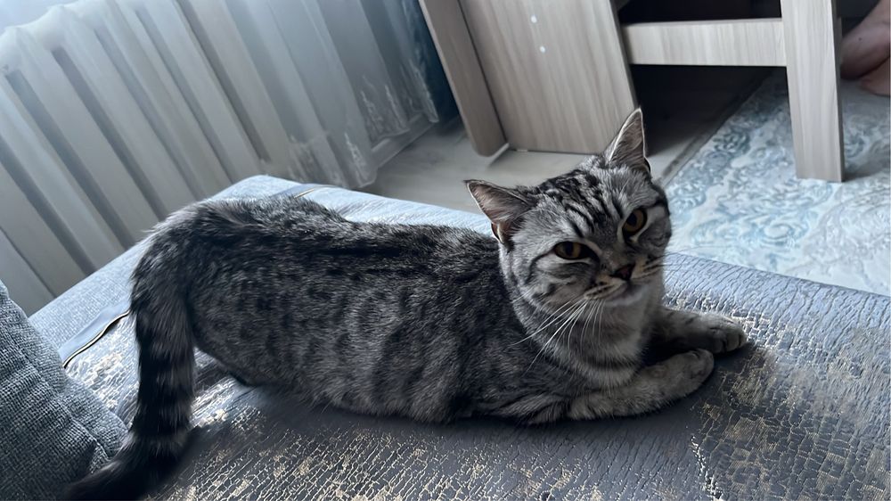 Породистая Кошка