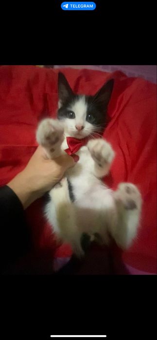 Котенок мальчик ходит в лоток