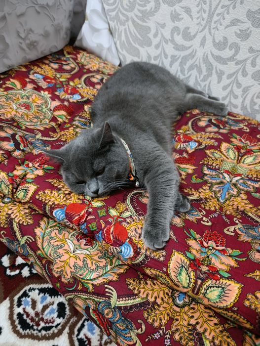 Кот за сиволические