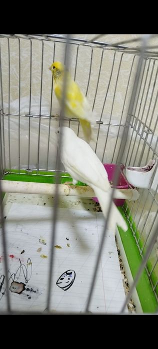 Тайор пара сотилади 400 минг булиши