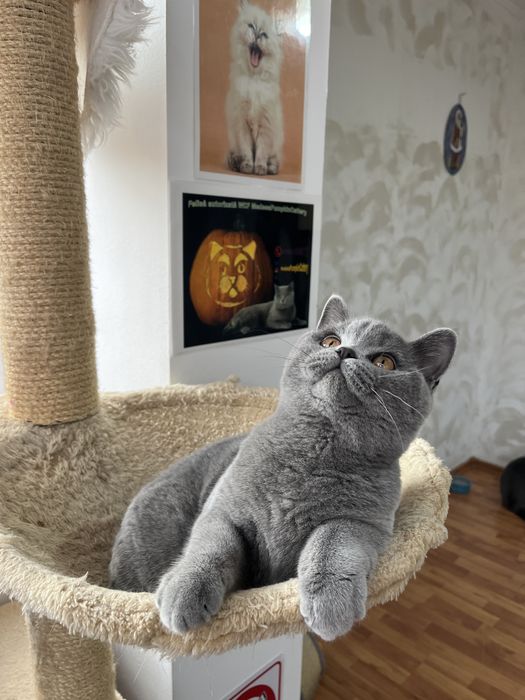 British shorthair blue
