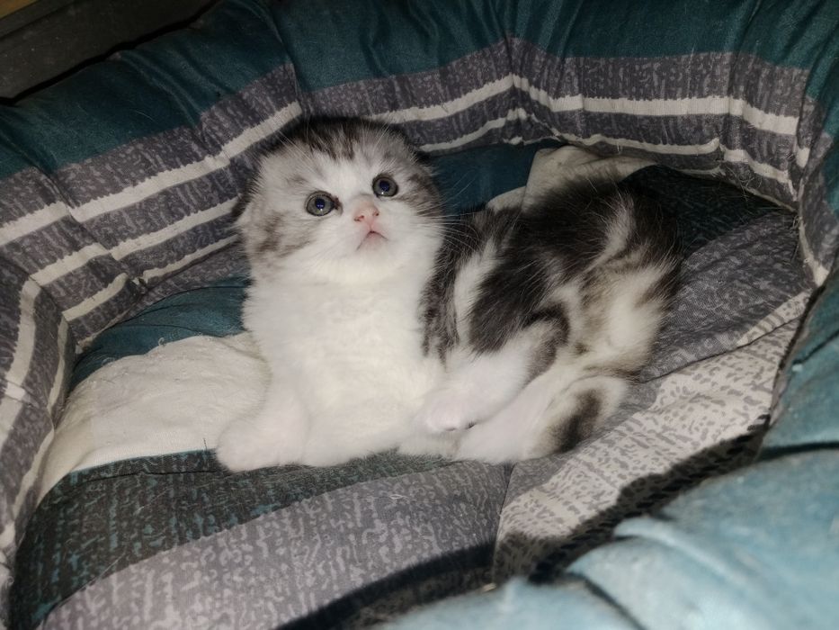 Серебристый мрамор биколорная девочка 3 Мес