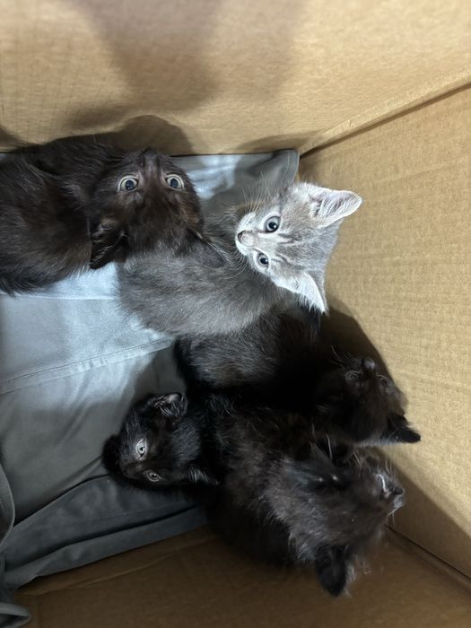 Отдам котят в хорошие руки