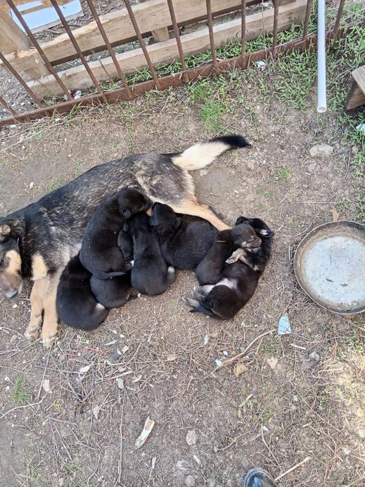 Отдам щенят в добрые руки