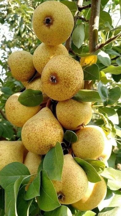 NOK kuchatlarini eng yangi sortlari bor joyidan sveji kovlab beramiz