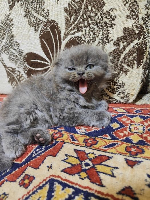 Продаются котята