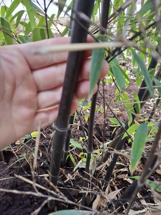 Черен  бамбук растения над 2м