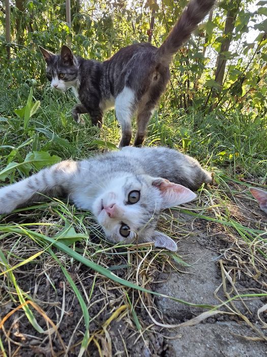 PISOI 3 luni gratiut adoptie