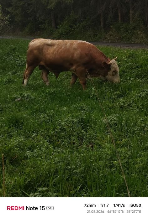 Vând Taur Simmental Rasă Pură – 2 ani, aprox. 650-700 kg, ideal pentru reproducție