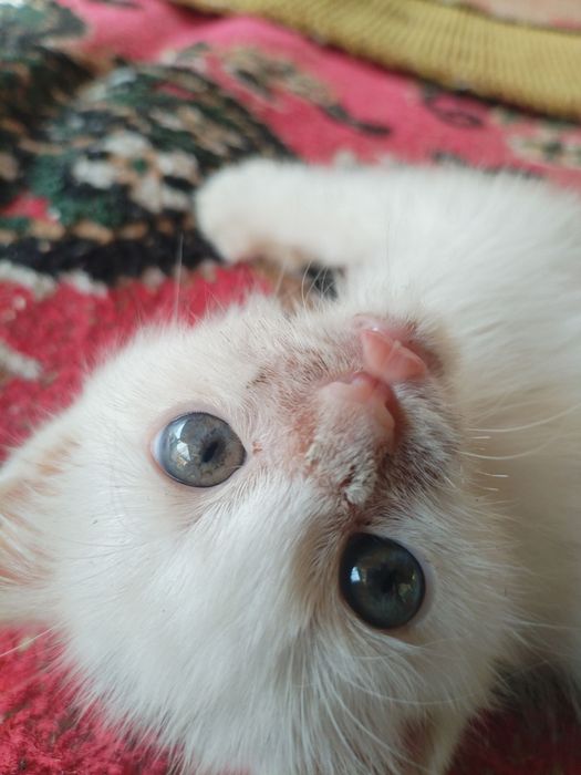 Одам котёнка бесплатно