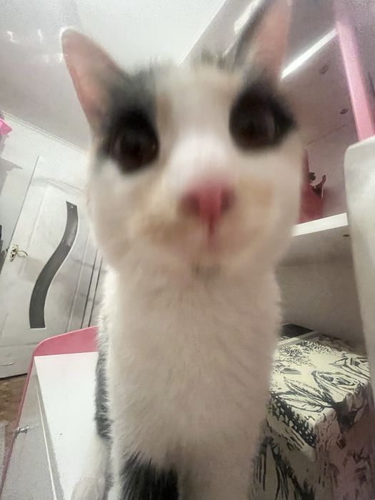 Отдам кошечку в хорошие руки