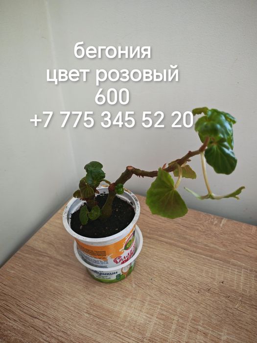 Комнатные цветы и отростки