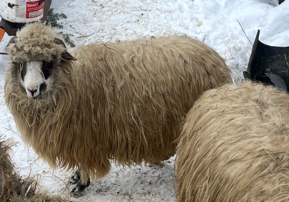 Doua oi tinere de vanzare