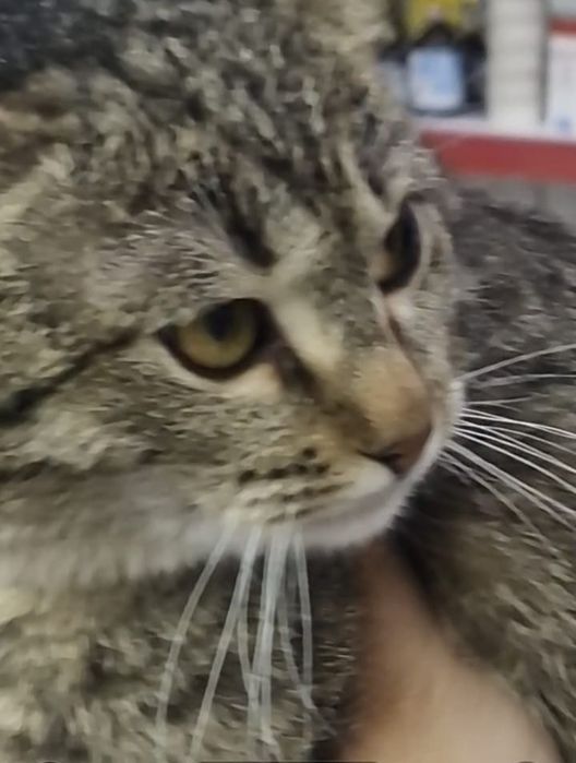 Ищем хозяев для кошечки