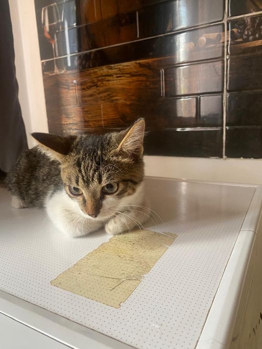 Котята мальчики в добрые ручки