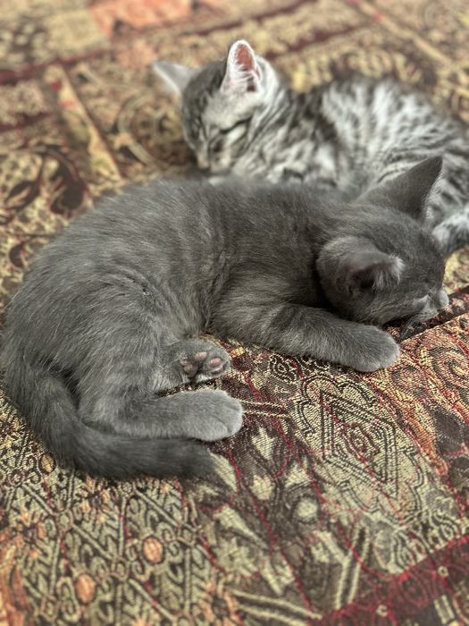 Котята породы Мейн Кун