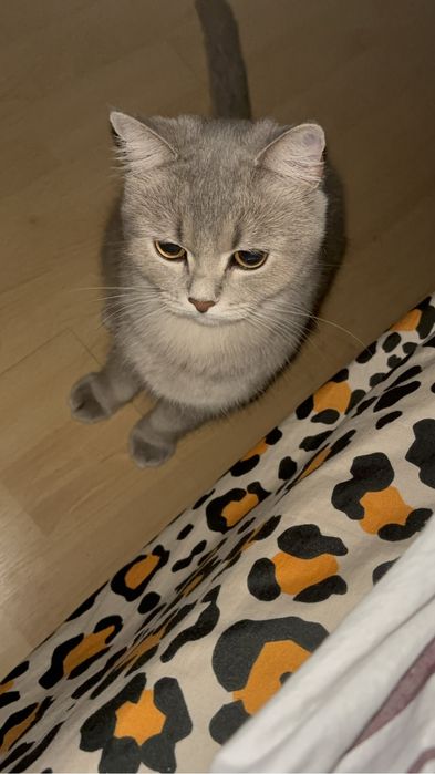 Отдам кошку в добрые руки