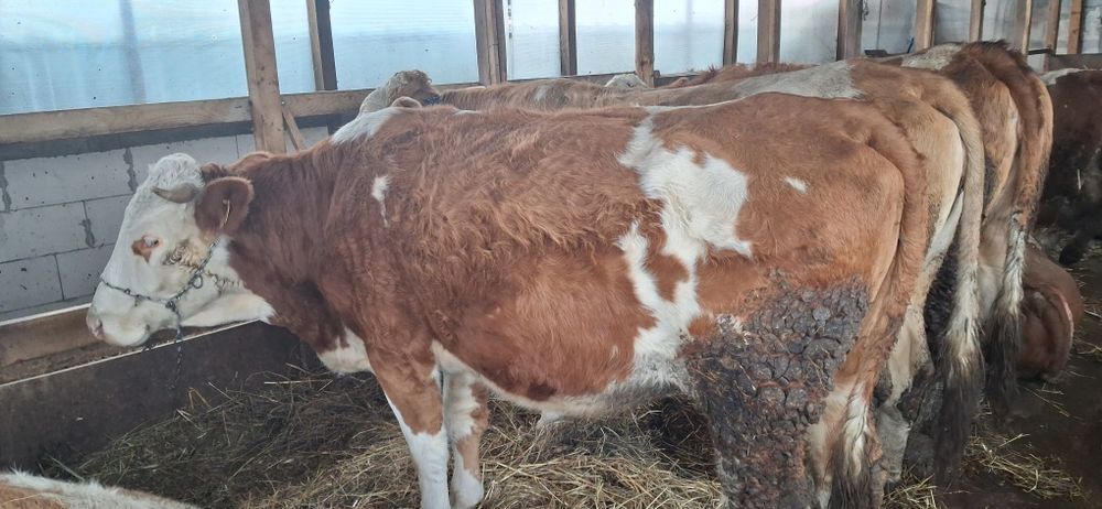 Vaca pentru abator  de vanzare trei ani