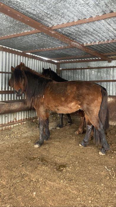 айгыр мугалжар Продам жеребец