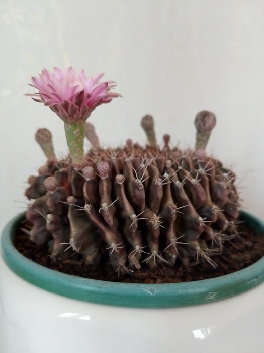 Коллекционный кактус