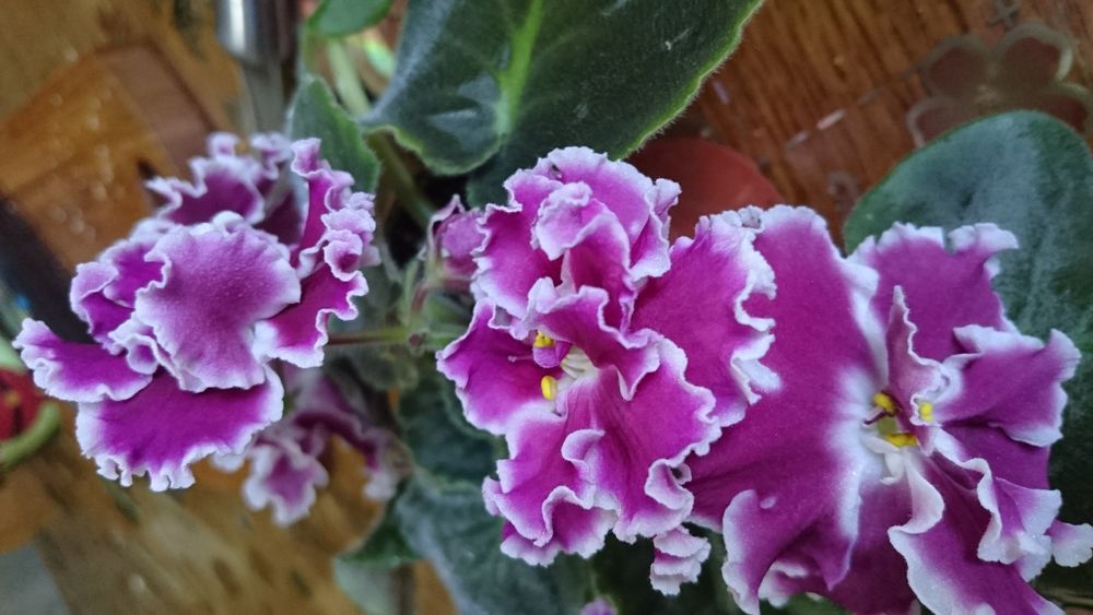 Продам Сортовые фиалки